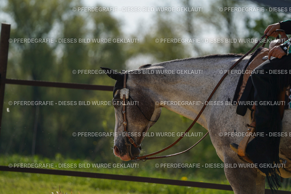 DSC01398 | Pferdegrafie