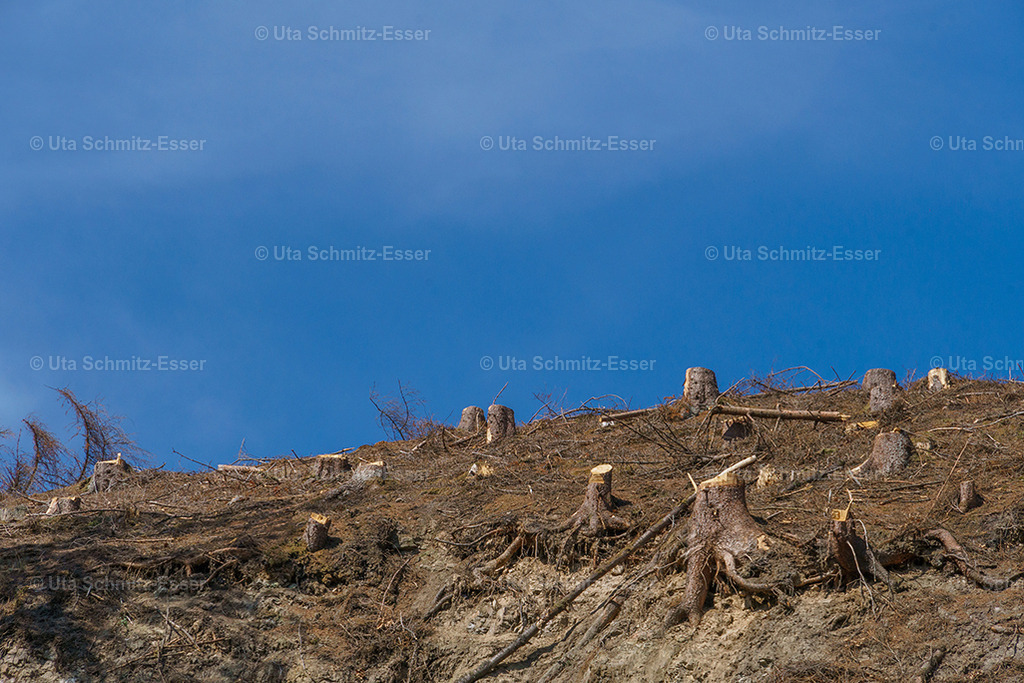 Wald_05 | CEUS Design - Realisiert mit Pictrs.com