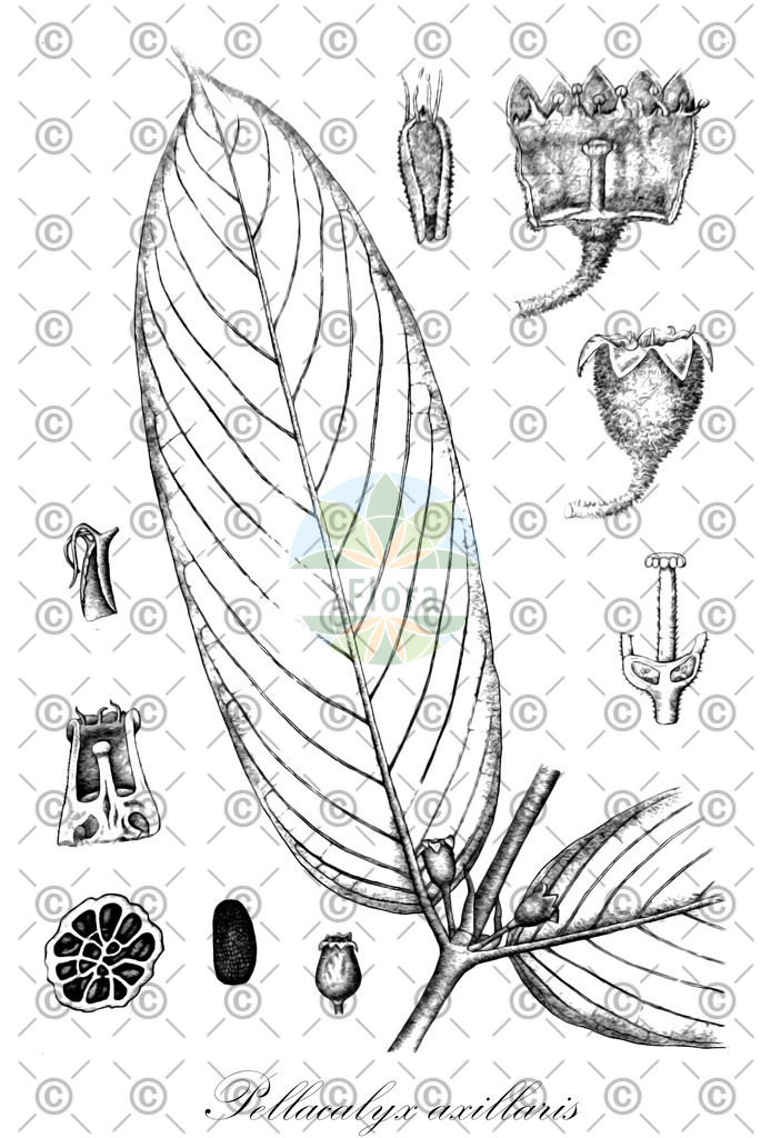 HistAbb_wfo-0001196610_1_ENZY_Simple | Historische Abbildung von Pellacalyx axillaris - Rhizophoraceae | Historical Illustration of Pellacalyx axillaris - Rhizophoraceae