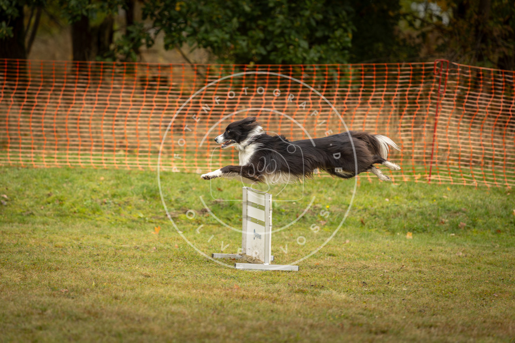 Pfotenfotografie_DV3A2507 | Hundefotografie, Tierfotograf, Pfotenfotografie, Fotoshooting Hund, Hunde Portrait, Hundesport, Hundeportraits, Heideshooting, Hunde, Sportfotograf, Hundefotograf, Turnierhundsport, THS,  - Realisiert mit Pictrs.com