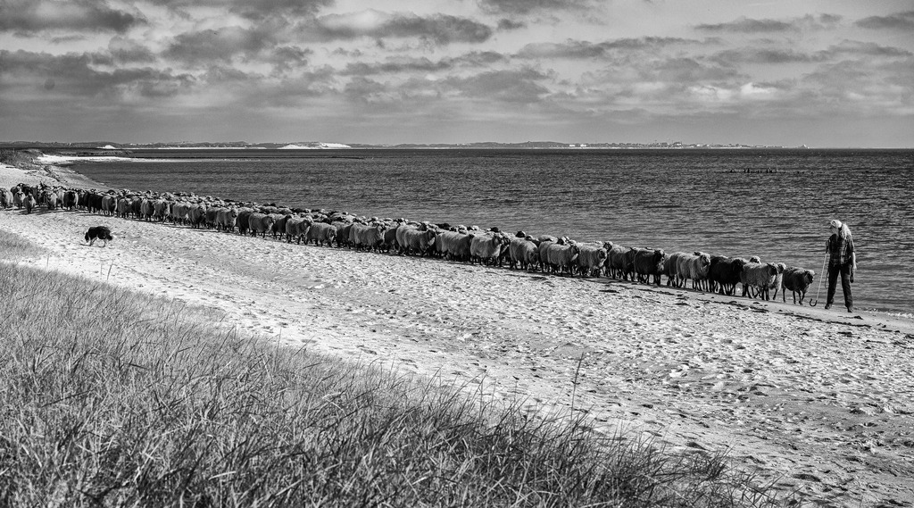 wanderschaefereien-schleswig-holstein-027 | Alle Schafe fest im Blick: Uta Wree zieht mit ihrer Herde über den Strand der Braderuper Heide auf Sylt. - Realisiert mit Pictrs.com