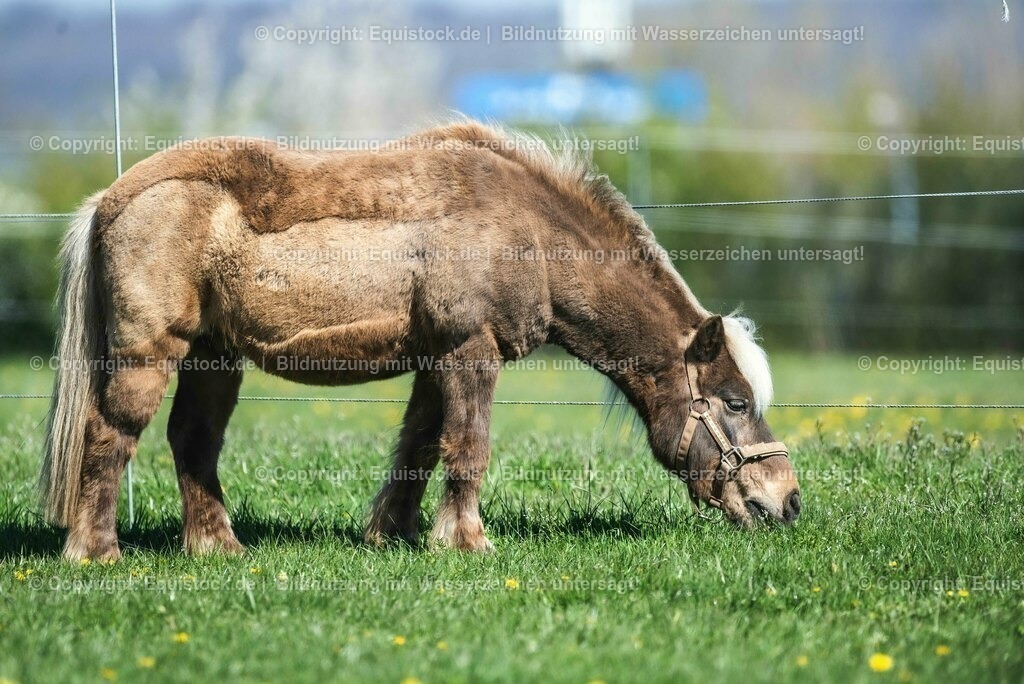 20210426_Pferd-auf-Koppel_0130 | equistock
