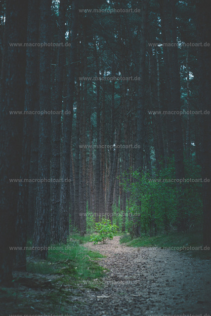 Waldweg | ein dunkler Waldweg zu einer im Licht stehenden Birke - Realisiert mit Pictrs.com