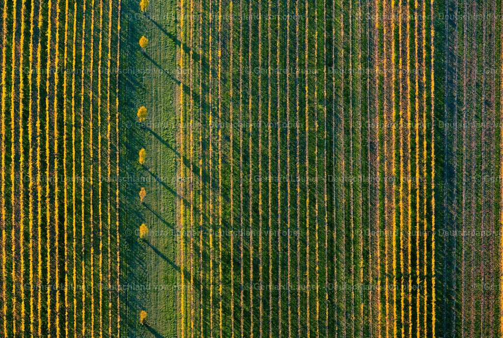 3905322 | herbstliche Weinbergstrukturen bei Castell