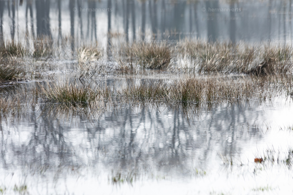 Nature-Arts-009 | Photo Foto Kunst Art schwarzweiss Bilder Rheine Münster Berlin Blumen 