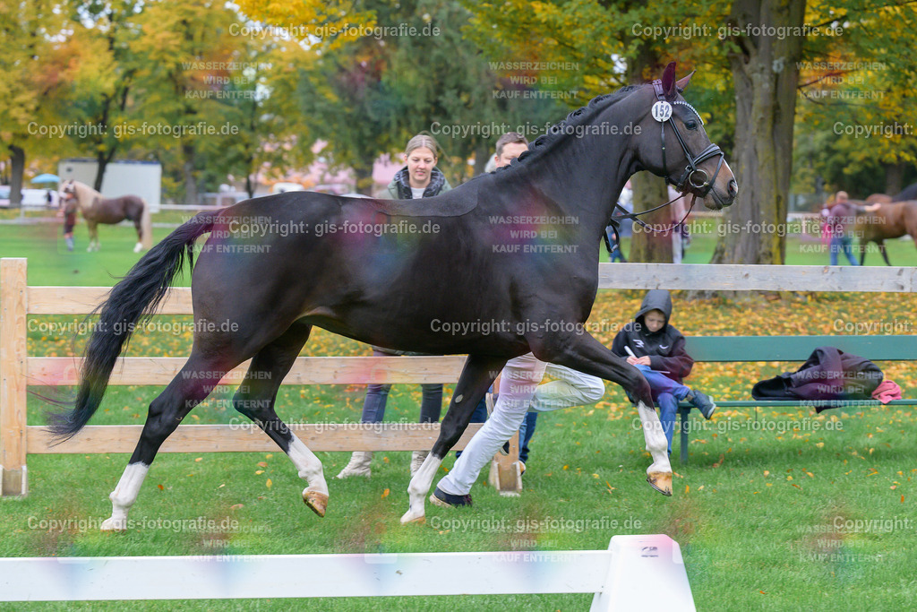 152_Haeven_s-Duett-d_Amour-S_v.Dancer-Gold_Seiler_251018_06_gis | gis-fotografie