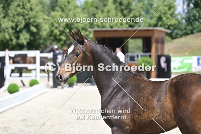 30_Escaneno - Quaterback_935_2188 | Björn Schroeder Pferdefotografie