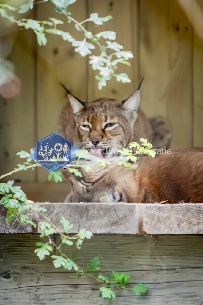 IMG_3720 | SportEventFotografie - Roman Stoiber