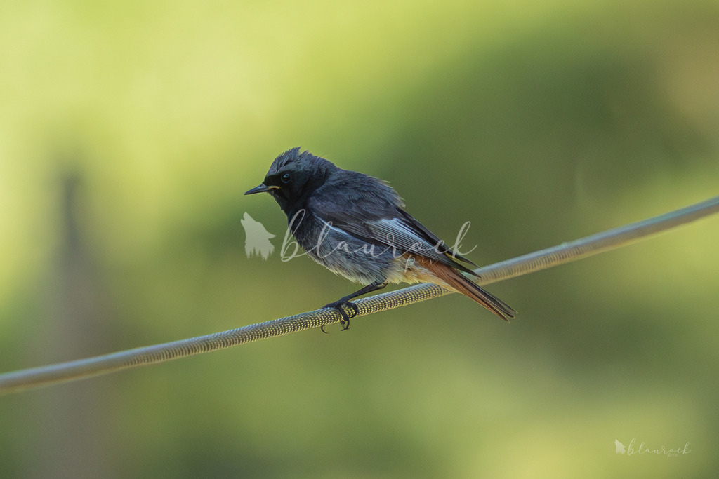 701A2304 | Sportbilder, Sportfotograf, Hochzeits- und Eventfotografin, Flugshows, Portraits und Tiershooting, Aviation, Downhill, Nationalleague, Swissleague, International
