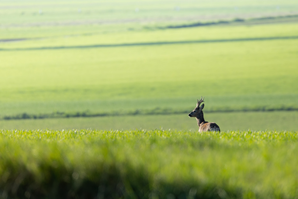 Das Reh | Das Reh (Capreolus capreolus) ist die häufigste und zugleich kleinste Hirschart in Europa und gilt als die am weitesten verbreitete Schalenwildart. Es gehört zur Familie der Hirsche (Cervidae) und bildet zusammen mit Elch und Rentier die Gruppe der Trughirsche. Man unterscheidet das Europäische Reh, das Sibirische Reh und das Mandschurische Reh. Die Tiere sind von graziler, schlanker Statur. Ein ausgewachsenes Reh erreicht eine Schulterhöhe von etwa 60 bis 80 Zentimetern und ein Gewicht zwischen 15 und 30 Kilogramm. Das Männchen wird als Rehbock, das Weibchen als Ricke oder Geiß bezeichnet. Die Jungen sind die Kitze. - Realisiert mit Pictrs.com