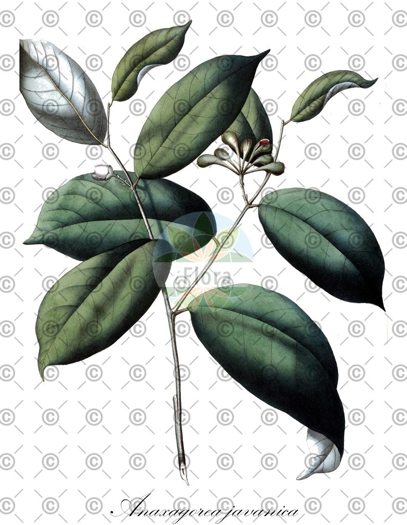 HistAbb_wfo-0000533461_1_ENZY_Simple | Historische Abbildung von Anaxagorea javanica - Annonaceae | Historical Illustration of Anaxagorea javanica - Annonaceae