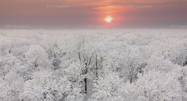 Winterzauber über dem Wald von Schwetzingen im Sonnenaufgang