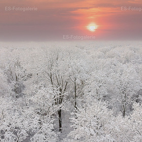 Winterzauber über dem Wald von Schwetzingen