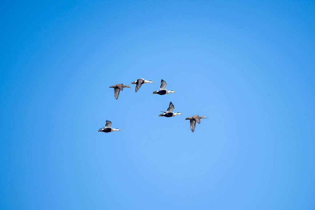 Vogelflug | Eine dynamische Naturaufnahme einer kleinen Gruppe von Eiderenten, die im Formationsflug einen strahlend blauen, wolkenlosen Himmel überqueren. Die Gruppe besteht sowohl aus den auffällig schwarz-weiß gefärbten Erpeln als auch aus den eher unauffällig braun gemusterten Weibchen. Das Bild fängt die Eleganz des Vogelflugs und die weite Freiheit des maritimen Luftraums ein. - Realisiert mit Pictrs.com