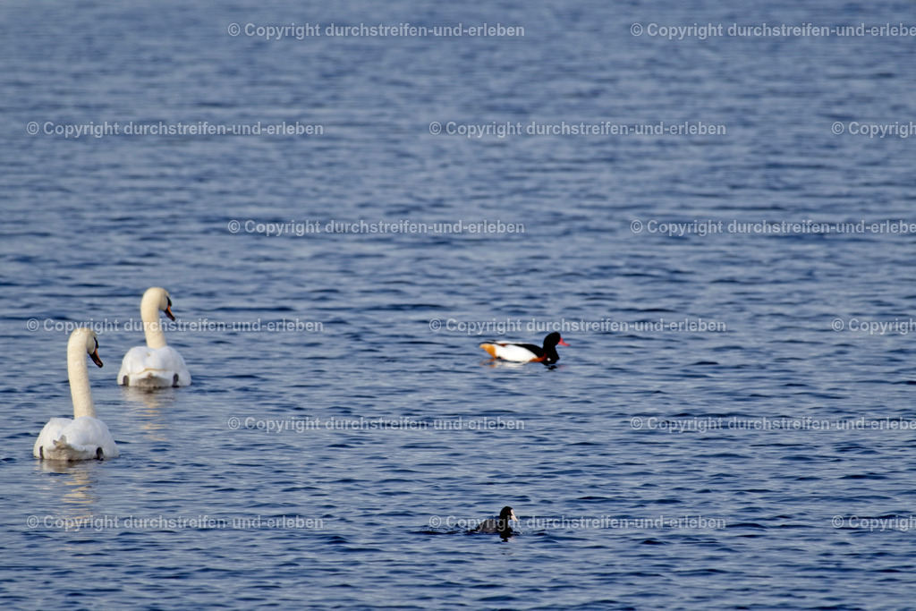 Eine Brandgans (Tadorna tadorna) mit zwei Höckerschwänen (Cygnus olor) und einem Blässhuhn (Fulica atra) im November auf einem Teich im Naturschutzgebiet Rieselfelder in Münster. Seit 1985 soll es die Vögel hier geben. A shelduck with two mute swans and | Eine Brandgans (Tadorna tadorna) mit zwei Höckerschwänen (Cygnus olor) und einem Blässhuhn (Fulica atra) im November auf einem Teich im Naturschutzgebiet Rieselfelder in Münster. Seit 1985 soll es die Vögel hier geben. A shelduck with two mute swans and a coot on a pond in the nature protection area Rieselfelder in Münster. Since 1985 these geese are living here, it is told. - Realisiert mit Pictrs.com