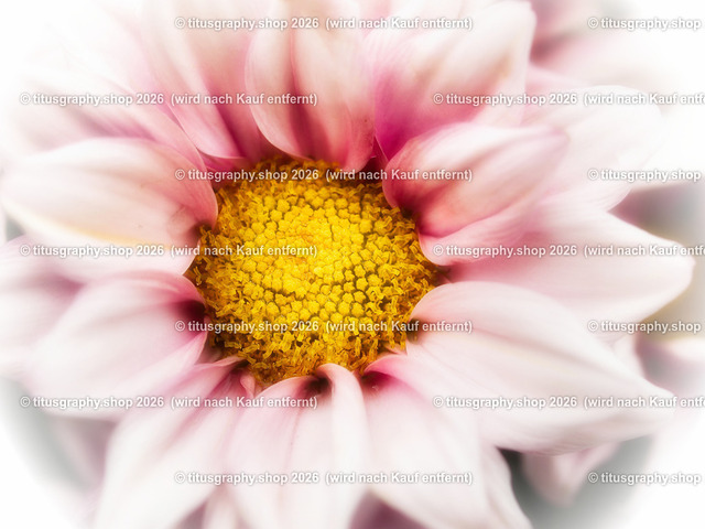 titusgraphy-P6100535_var-146 | Fotokunstarbeit aus der INSTAGRAM-Gallerie auf titusgraphy.eu - Realisiert mit Pictrs.com