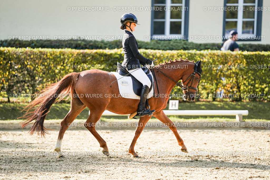 DSC05947 | Pferdegrafie