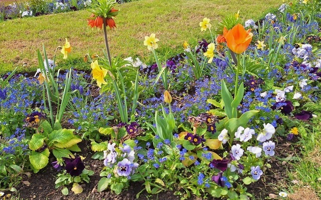 2_Blumen im Garten der Orangerie Gothha | Verkauf von Fotos und  Videoclips zumThema Natur.Motive sind Pflanzen, Tiere, Landschaftenund Wetter - Realisiert mit Pictrs.com