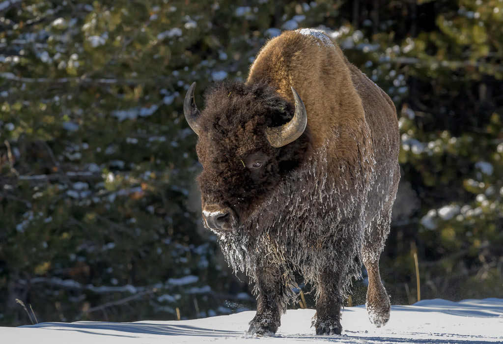 2024-174 | Bison am Madison River. - Realisiert mit Pictrs.com