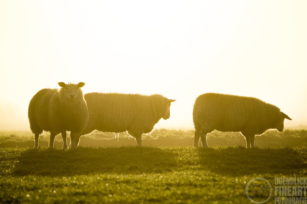 DSC08920 | Björn Thiemann; Ogenblick.de; Fotografie; Photograph; Landscape, Pellworm, Schleswig-Holstein; Inselfotograf; Inselfotografien; Wattenmeer; National-Park; Naturschutzgebiet; Leuchtturm; Lighthouse; Leinwandbilder; Kalender; Pellworm Kalender;  - Realisiert mit Pictrs.com