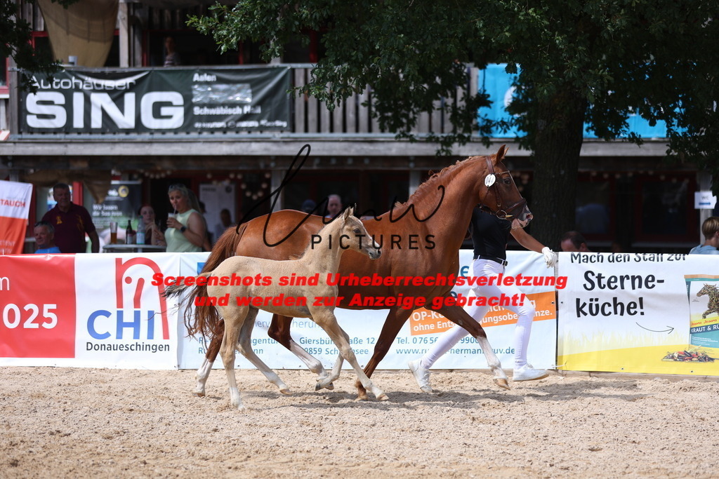 Fohlenschau_Schwäbisch_Hall_Ponys_KN 44_4 | lmwpictures - Realisiert mit Pictrs.com