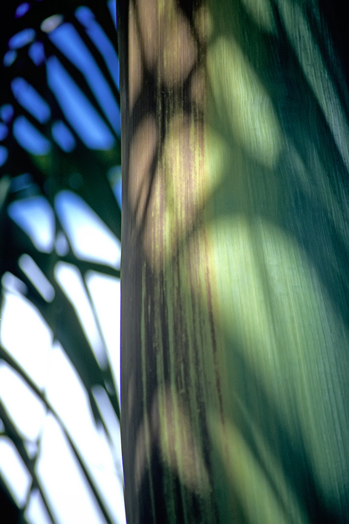 palme0024 | Ausdrucksstarke Naturfotografien | Fotokunst Wandbilder zur Raumgestaltung für Zuhause | Praxis und Büro| Hotels und Wellness | Kanzlei und Repräsentanz. Hochwertig, individuell, flexibel. - Realisiert mit Pictrs.com