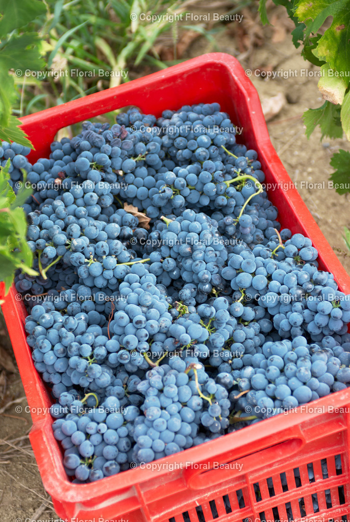 Weingut in Italien | Kiste voller Weintrauben unter Weinreben - Realisiert mit Pictrs.com