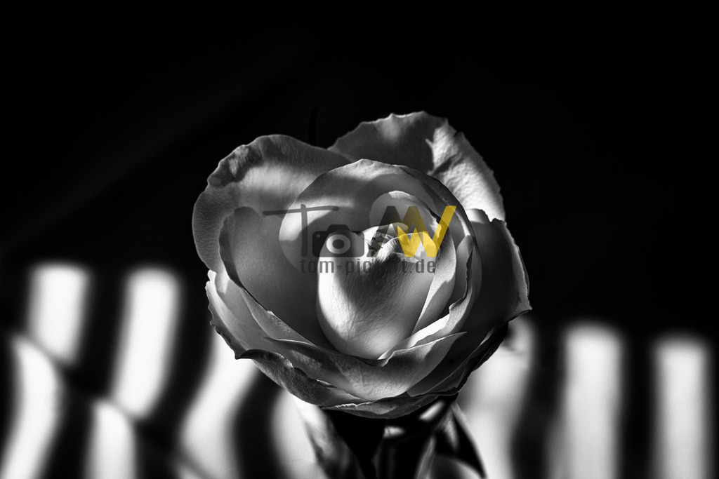 Schöne herzförmige weiße Rose-Spiel mit Licht und Schatten | Eine herzförmige Rose im Spiel mit Licht und Schatten im einfallenden Licht der Sonne. - Realisiert mit Pictrs.com