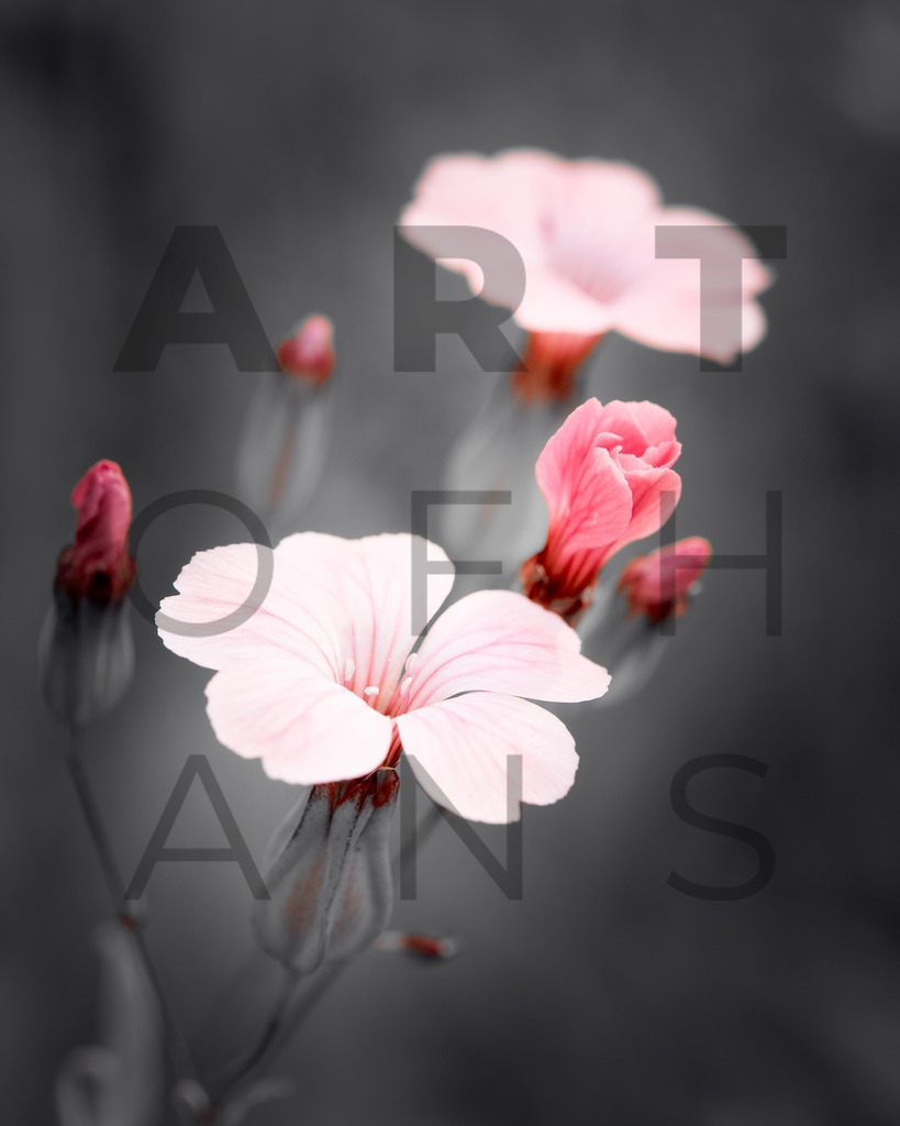 Ein Hans Fineart Original | Entdecke die Kunst von Hans Fineart - Fotografien für dein Zuhause. Verwandle deine Wände mit einzigartigen Kunstwerken und bringe die Schönheit der Welt in dein Leben. Bestelle jetzt und schaffe einen Ort der Inspiration und Eleganz.