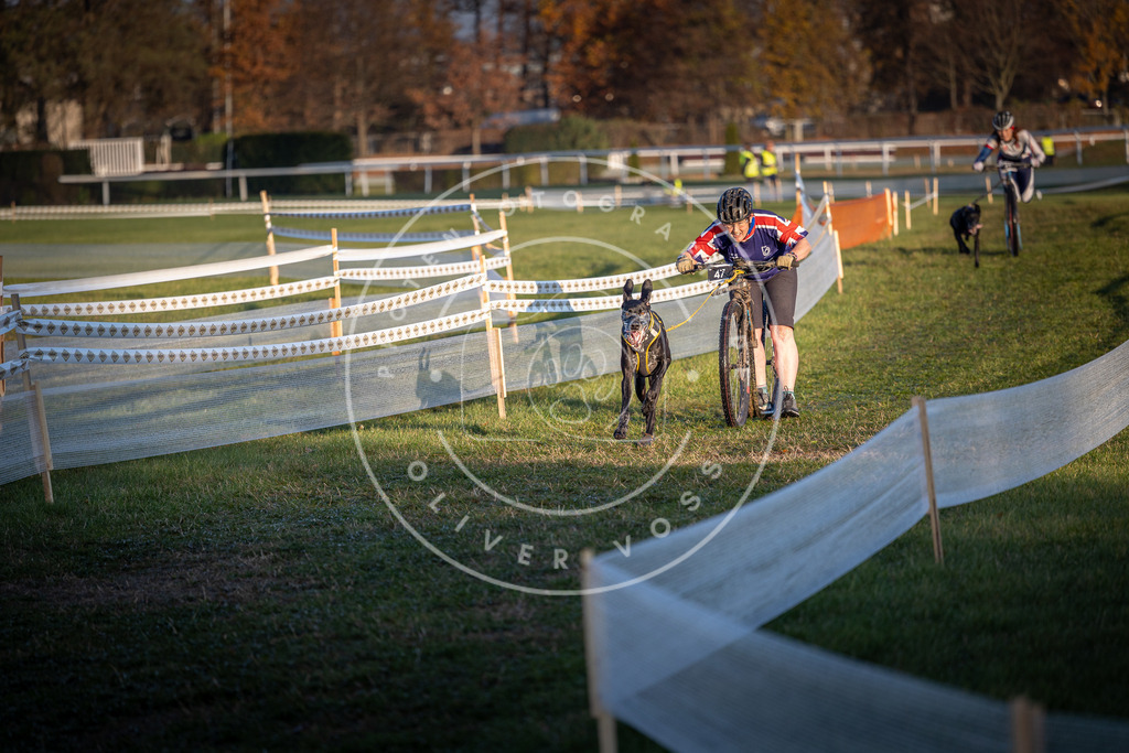 CaniXpix_0L8A2460 | Hundefotografie, Tierfotograf, Pfotenfotografie, Fotoshooting Hund, Hunde Portrait, Hundesport, Hundeportraits, Heideshooting, Hunde, Sportfotograf, Hundefotograf, Turnierhundsport, THS,  - Realisiert mit Pictrs.com
