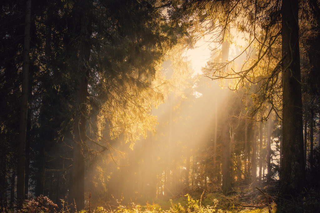Sonnenstrahlen | fotografie-bernd-pfalzgraf - Realisiert mit Pictrs.com