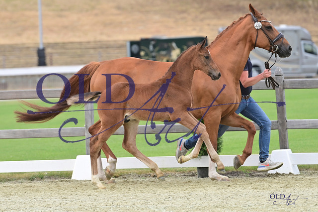 325 DE418180414923 FRE Van Gogh - Check In - Contendro I DSC_4488 Kopie | <meta name="description" content="★Offizieller Merchandise und Foto-/Videostore des Oldenburger Verbandes.★ ✅Jetzt auch digital Ausdrucke erhältlich." />
<meta name="keywords" content="Merchandise Foto-/Videostore Oldenburger Verband Photographie 