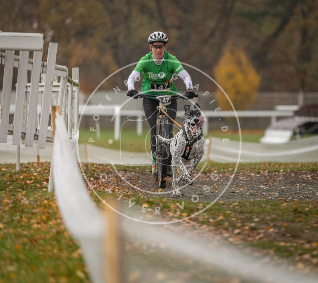 CaniXpix_DV3A7865 | Hundefotografie, Tierfotograf, Pfotenfotografie, Fotoshooting Hund, Hunde Portrait, Hundesport, Hundeportraits, Heideshooting, Hunde, Sportfotograf, Hundefotograf, Turnierhundsport, THS,  - Realisiert mit Pictrs.com