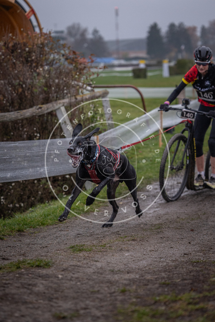 CaniXpix_0L8A0635 | Hundefotografie, Tierfotograf, Pfotenfotografie, Fotoshooting Hund, Hunde Portrait, Hundesport, Hundeportraits, Heideshooting, Hunde, Sportfotograf, Hundefotograf, Turnierhundsport, THS,  - Realisiert mit Pictrs.com