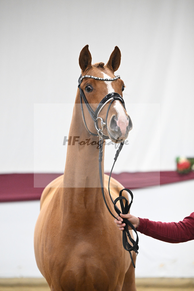 Kat-Nr. 57 Fanegro x Lord Loxley_Mathieu Beckmann_47252122 | hf-fotografie - Realisiert mit Pictrs.com