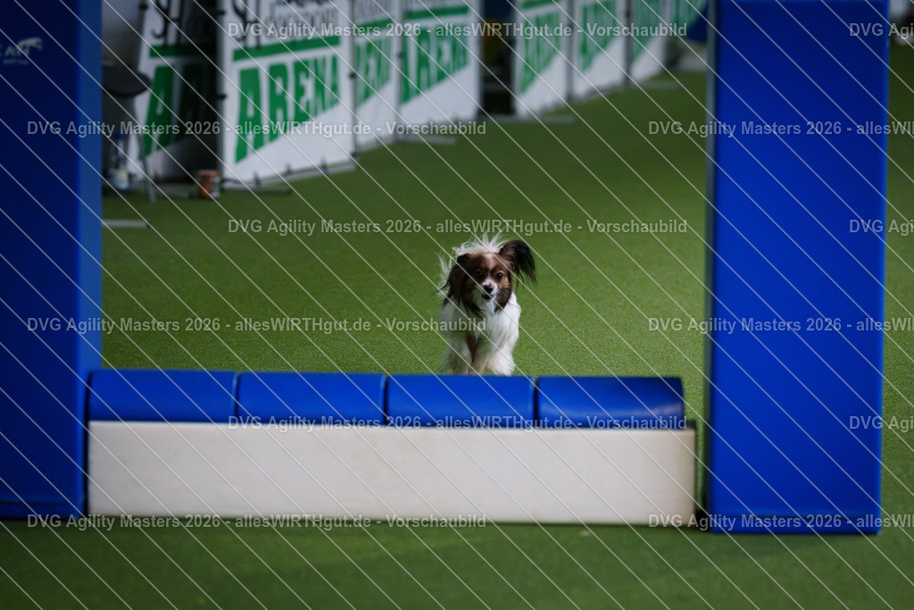 allesWIRTHgut_Tierfotografie-DVG_Agility_Masters_2026-12_27-7R508316 | Professionelle Tierfotografie in Mönchengladbach von Daniel Wirth (allesWIRTHgut). Liebevolle & natürliche Bilder von Hunden & Katzen für unvergessliche Erinnerungen.