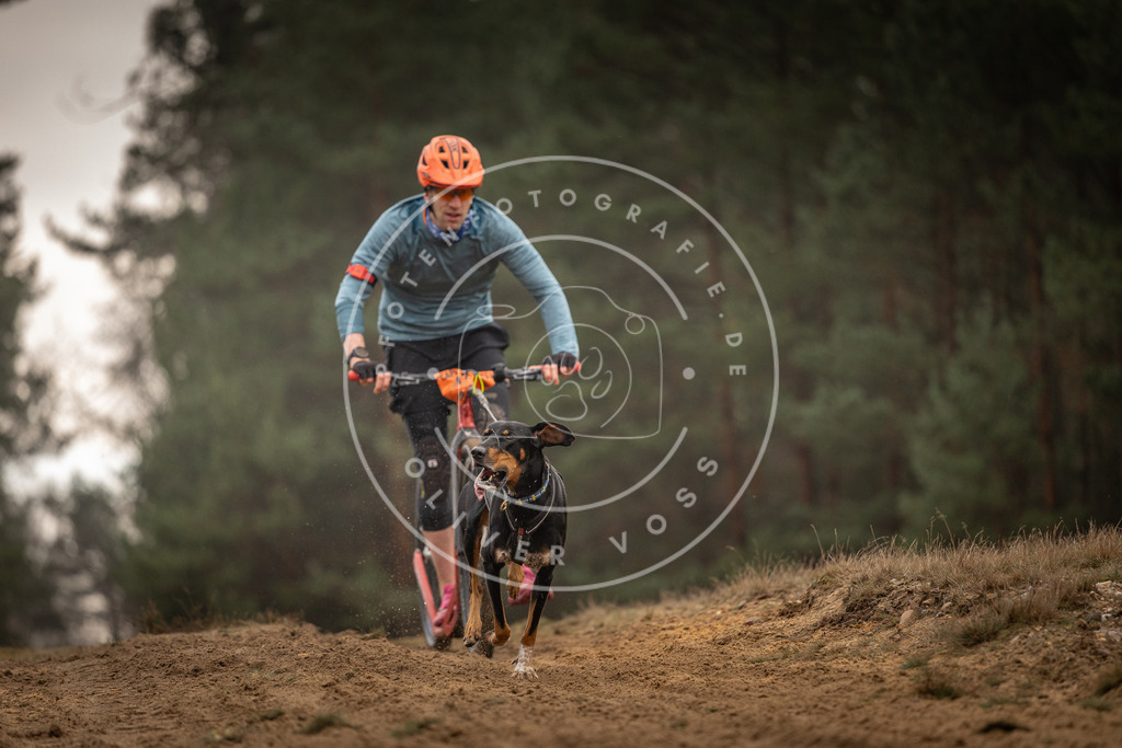 Pfotenfotografie_DV3A4914 | Hundefotografie, Tierfotograf, Pfotenfotografie, Fotoshooting Hund, Hunde Portrait, Hundesport, Hundeportraits, Heideshooting, Hunde, Sportfotograf, Hundefotograf, Turnierhundsport, THS,  - Realisiert mit Pictrs.com