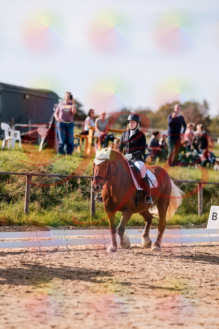 2026_10_03_Siefer-Hof_130201_Z81_54537594 | Professionelle Reitsport-, Turnier- und Eventfotografie von Robert Broda. Galerien mit ausgewählten und bearbeiteten Bildern direkt online ansehen und bestellen.