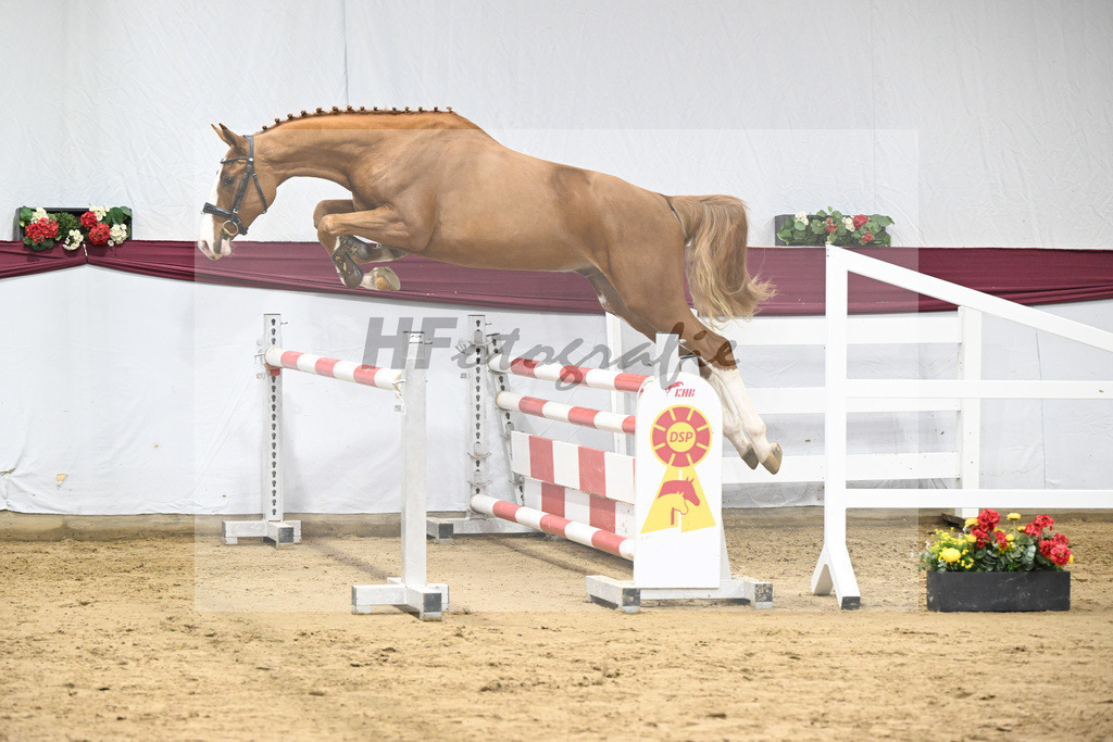 Kat-Nr. 102 Diablue PS x Balou du Rouet_Karl Schmid_47253280 | hf-fotografie - Realisiert mit Pictrs.com