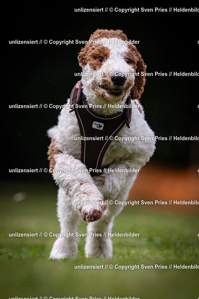 Sven Pries | 19. Allgemeines Hunderennen Karlsruhe Durlach - Realisiert mit Pictrs.com