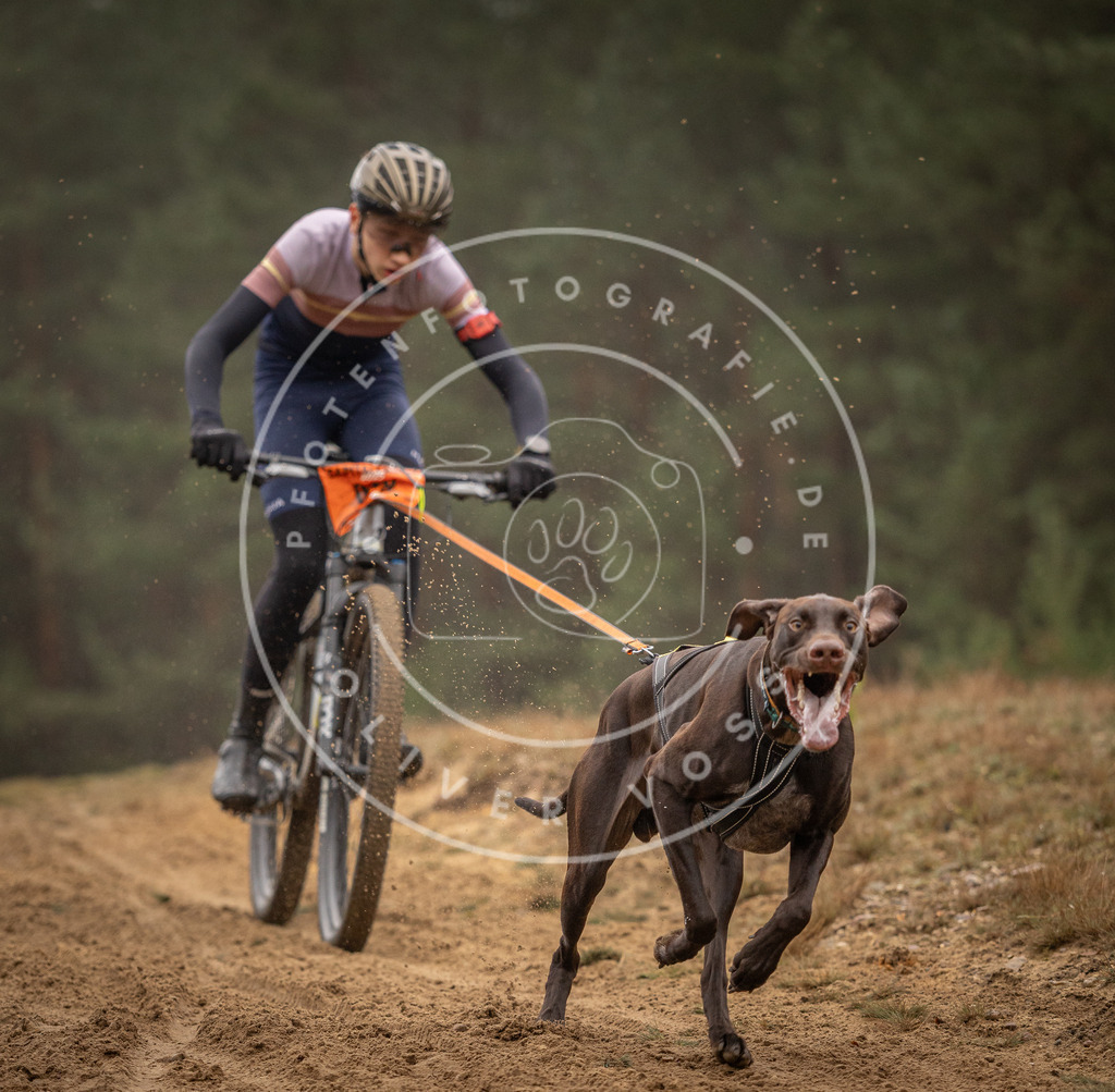 Pfotenfotografie_DV3A2539 | Hundefotografie, Tierfotograf, Pfotenfotografie, Fotoshooting Hund, Hunde Portrait, Hundesport, Hundeportraits, Heideshooting, Hunde, Sportfotograf, Hundefotograf, Turnierhundsport, THS,  - Realisiert mit Pictrs.com