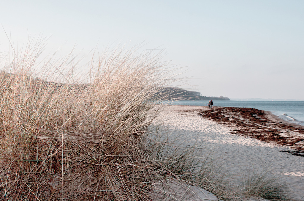 Wandbilder: Strandhafer und Spaziergänger am Meer | Dieses Bild im Querformat zeigt Strandhafer am Sandstrand. Der Strandhafer und der Sand bringen einen natürlichen Sandton ins Wandbild. Das matte hellblau im Himmel wirkt beruhigend und gleichzeitig elegant. Schaffen Sie sich ein maritimes Ambiente in Ihrem Wohnzimmer und holen Sie sich dieses stilvolle Wandbild. Es ist auf Leinwand, Aluminium-Platte, Acrylglas oder als Holzdruck erhältlich. Die Wandbilder werden individuell für Sie in vielen Abmessungen produziert. Daher passen die Ostseekult Wandbilder immer perfekt an Ihre Wände. - Realisiert mit Pictrs.com