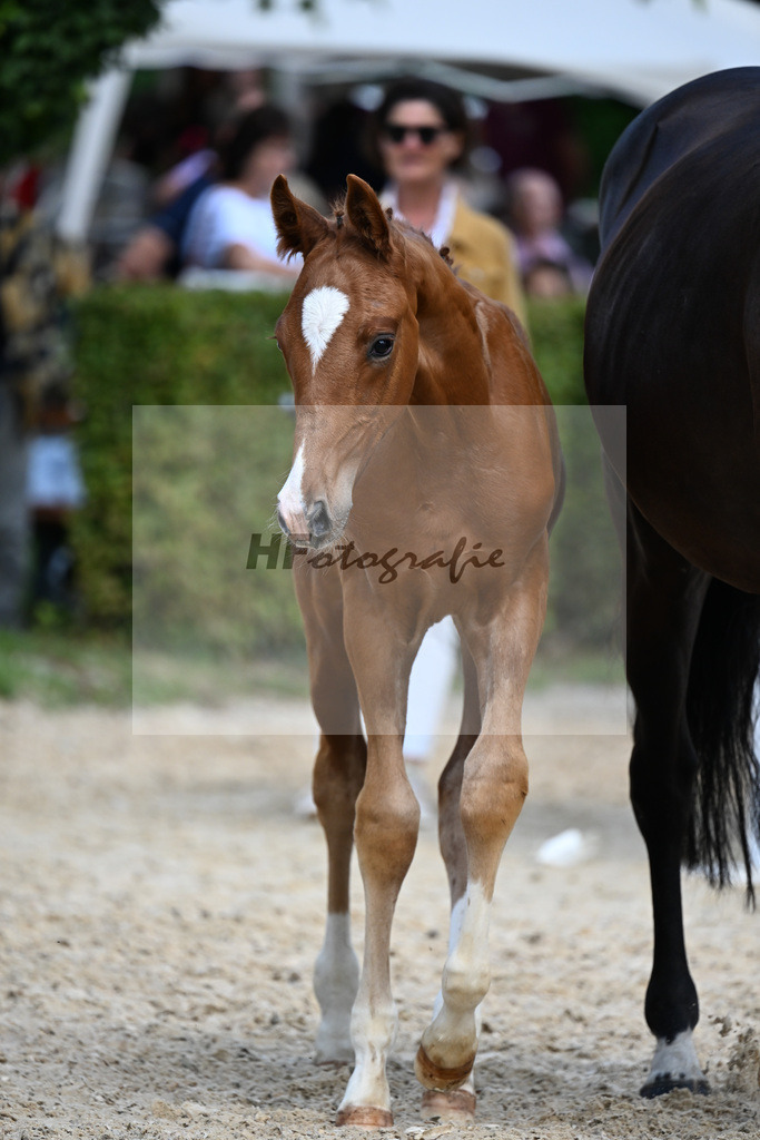 Kat-Nr. 10 Feliciano x Le Vivaldi_HF_Eder_29250373 | hf-fotografie - Realizzato con Pictrs.com