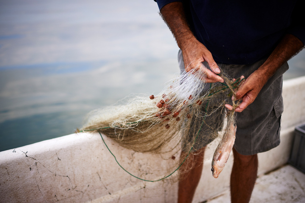 Gefangener Fisch im Netz | San Feliciano, Italien - August 31, 2016: Lago Trasimeno; ein Fischer nimmt einen gefangenen Fisch aus dem Netz. - Realisiert mit Pictrs.com