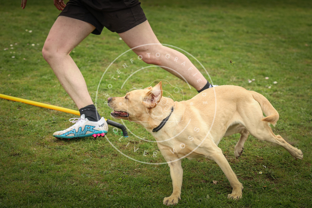 Pfotenfotografie_0L8A1453 | Hundefotografie, Tierfotograf, Pfotenfotografie, Fotoshooting Hund, Hunde Portrait, Hundesport, Hundeportraits, Heideshooting, Hunde, Sportfotograf, Hundefotograf, Turnierhundsport, THS,  - Realisiert mit Pictrs.com