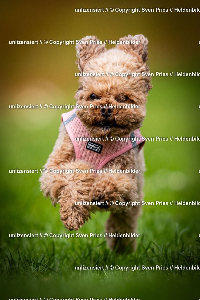 Sven Pries | 2025-04-13 - Hunderennen Baden-Baden - Realisiert mit Pictrs.com