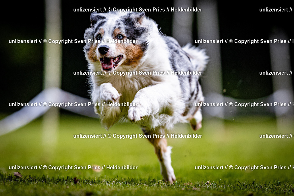 Sven Pries | 2025-10-03 - Hunderennen Obergrombach - Realisiert mit Pictrs.com