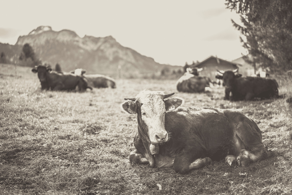 Wandbild - Allgäuer Kühe in Vintage Schwarz Weiss | Michael Helmer - Allgäu Bilder auf Leinwand bestellen