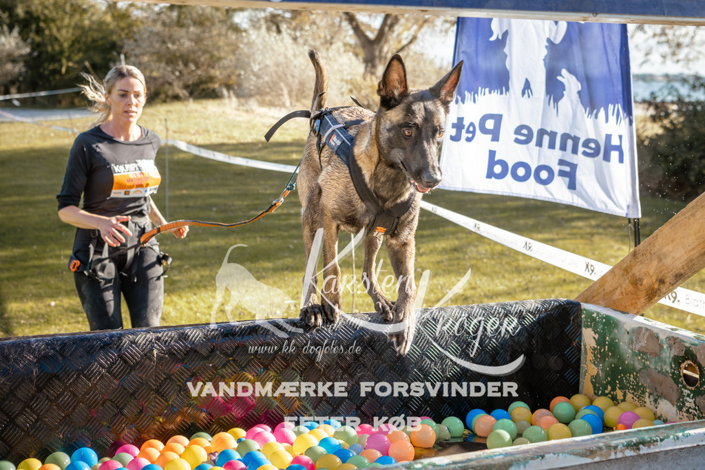 1447_ZZ94939-2 | kk-dogfotos