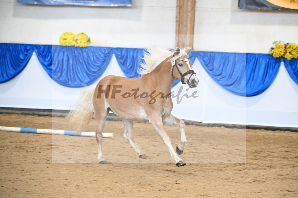 Bl. Band Kat-Nr. 13 Miss Nearly Perfect B v. Naiv-Sohn_Bonitz_48251489 | hf-fotografie - Realisiert mit Pictrs.com